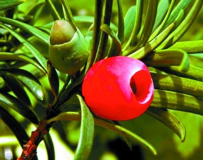 紅豆杉樹在園林綠化中有哪些優(yōu)勢(shì)？